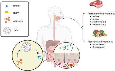 Insights into vitamin A in bladder cancer, lack of attention to gut microbiota?